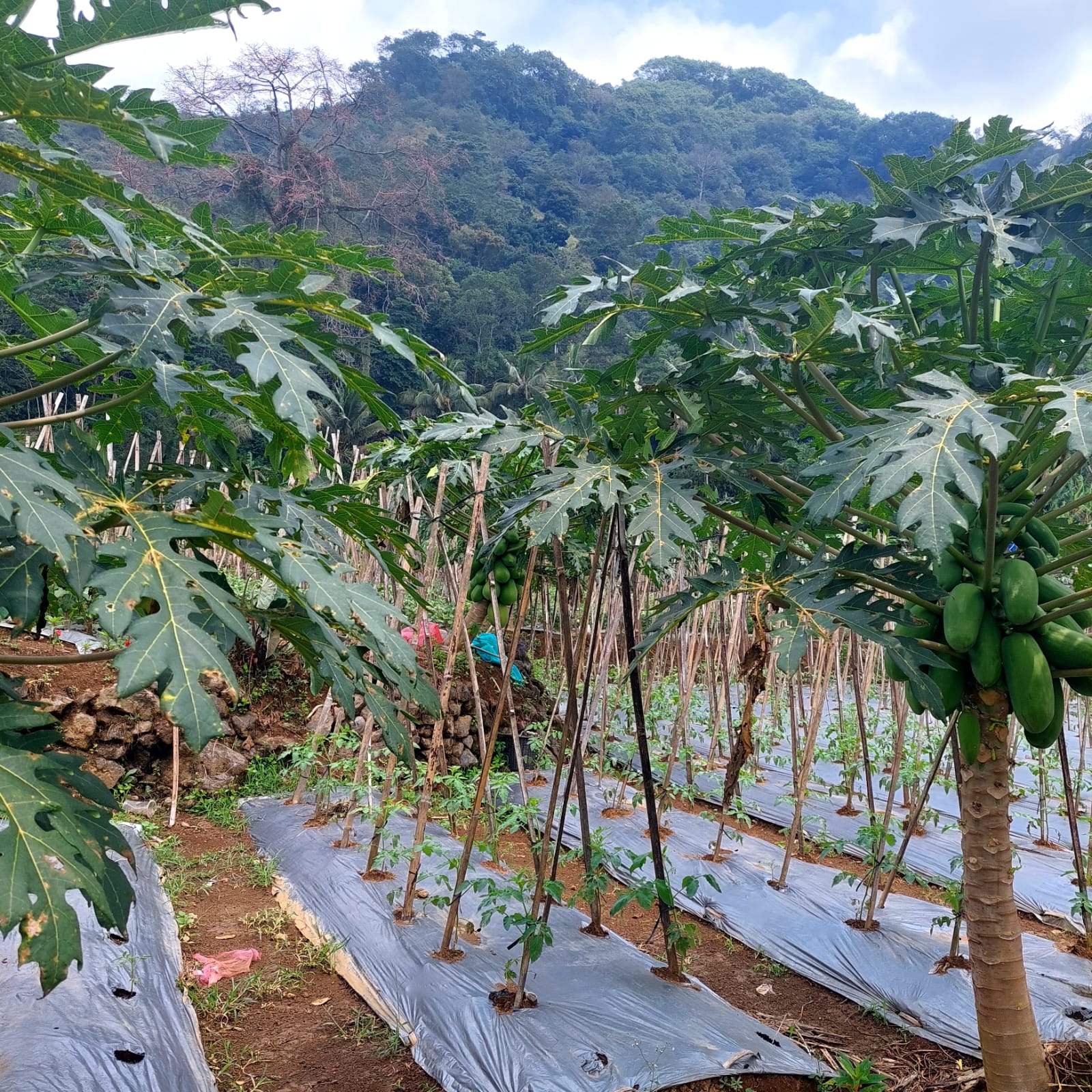Pemandangan 1